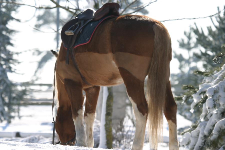 sejour Vienne For�t de Mouli�re photo 3