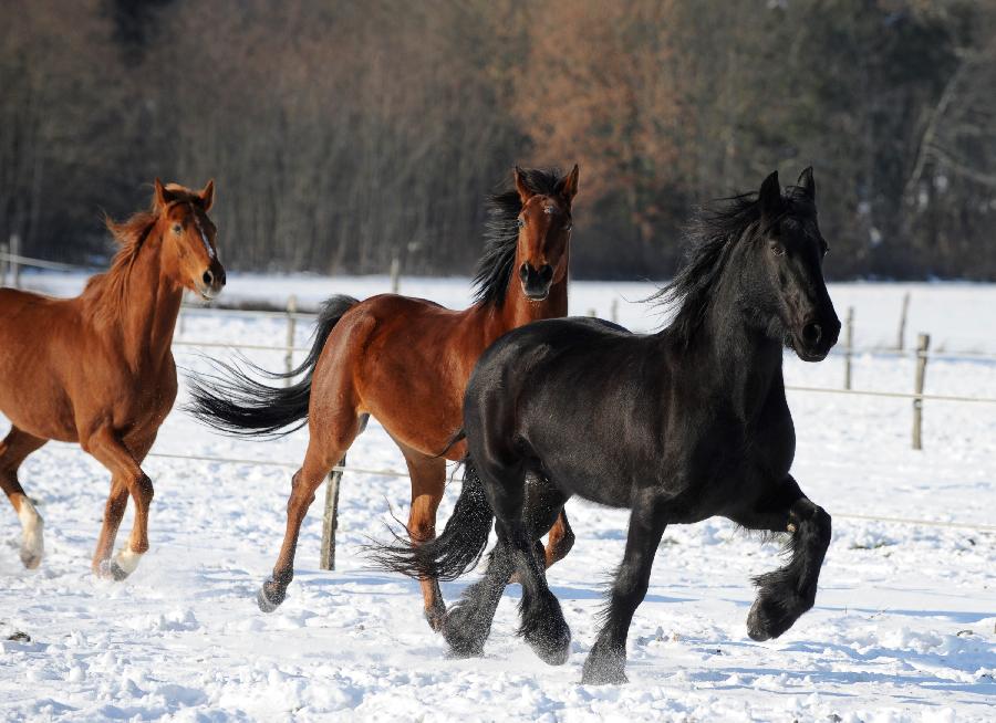 sejour Vienne For�t de Mouli�re photo 4