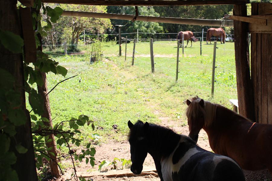 stage Baby Poney Sane-et-Loire