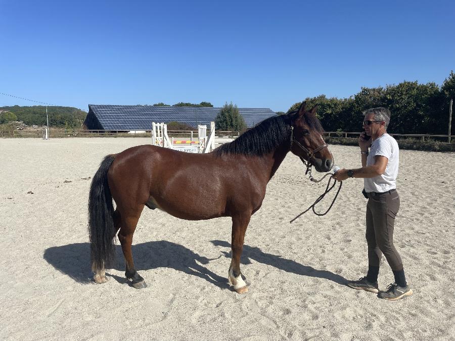 stage Equitation classique Tarn-et-Garonne