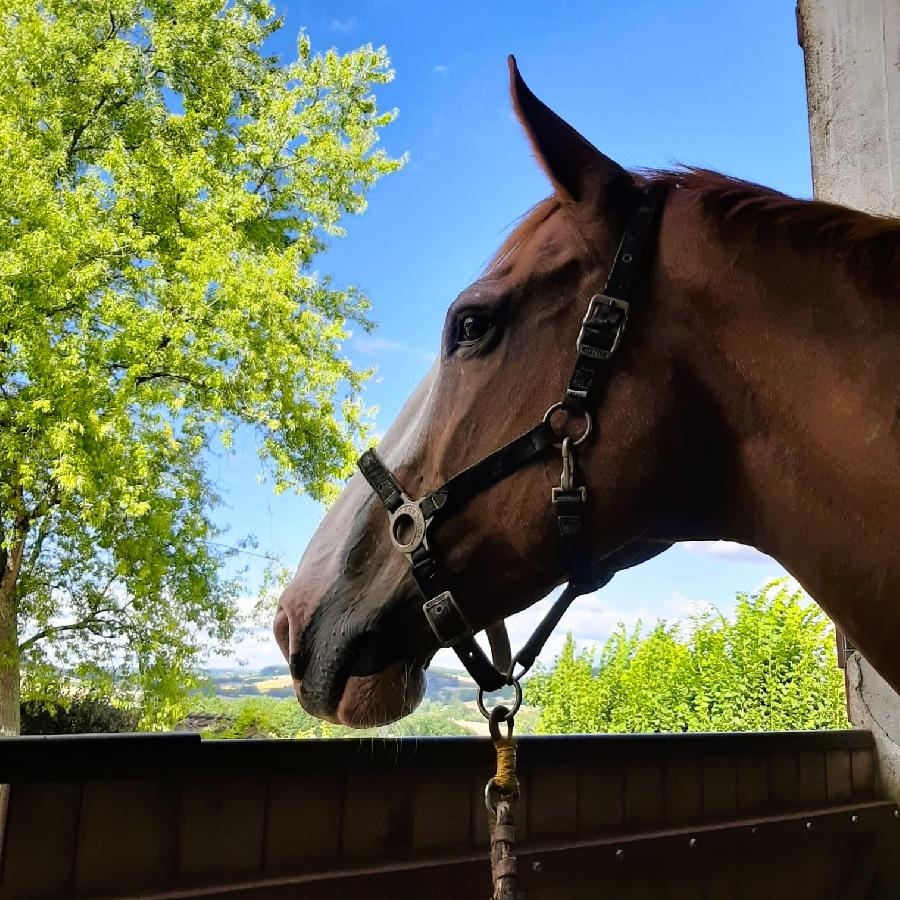 sejour Tarn-et-Garonne Quercy