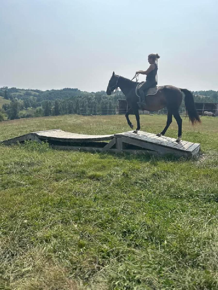 stage Equitation naturelle Allier