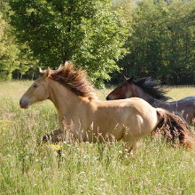 éthologie cheval equitation