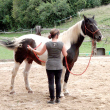 éthologie cheval equitation